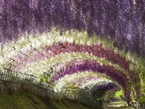 Glicynia chińska WISTERIA Fioletowe grona kwiatów Sadzonki w doniczkach P9