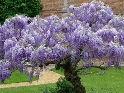 Glicynia chińska WISTERIA Fioletowe grona kwiatów Sadzonki w doniczkach P9