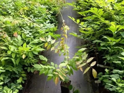 Glicynia chińska WISTERIA Fioletowe grona kwiatów Sadzonki w doniczkach P9