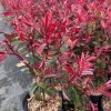 Głogownik RED ROBIN na Piękny Zimozielony Żywopłot 30-60cm w doniczce