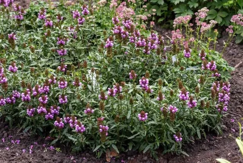 Głowienka Gruss aus Isernhagen - Prunella hybrida