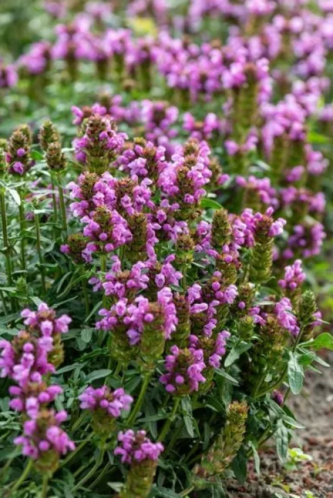 Głowienka Gruss aus Isernhagen - Prunella hybrida
