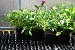 Głowienka Gruss aus Isernhagen - Prunella hybrida