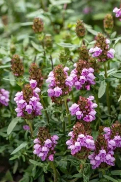 Głowienka Gruss aus Isernhagen - Prunella hybrida