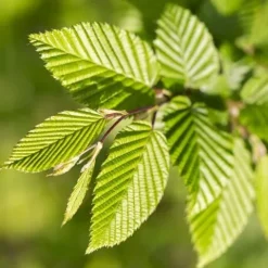 Grab pospolity Zielony żywopłot Carpinus betulus Sadzonki w doniczkach P9
