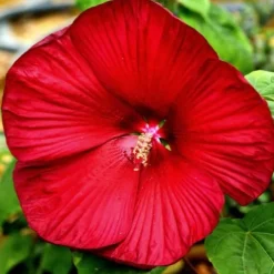 Hibiskus bylinowy 'Fireball' Ketmia Czerwony (Hibiscus moscheutos) 2.0L