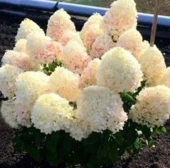 Hortensja Bukietowa DIAMANTINO 20-40cm Puszyste Kwiatostany