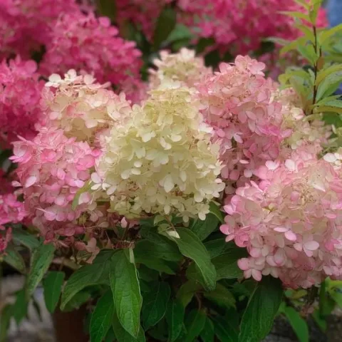 Hortensja Bukietowa Karłowa Petite Flori 10-30cm Malinowo-Różowy Kwiat