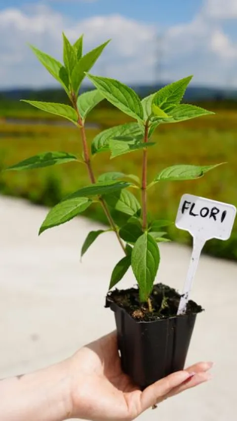 Hortensja Bukietowa Karłowa Petite Flori 10-30cm Malinowo-Różowy Kwiat