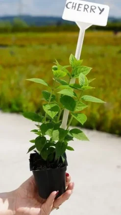 Hortensja Bukietowa Karłowa Petite Cherry 10-30cm Wiśniowa Czerwień