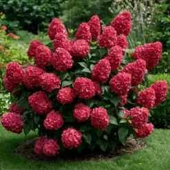 Hortensja Bukietowa Karłowa Petite Cherry 10-30cm Wiśniowa Czerwień