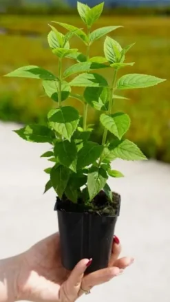 Hortensja Bukietowa Karłowa Petite Cherry 10-30cm Wiśniowa Czerwień