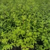 Hortensja Bukietowa MAGICAL FLAME 20-40cm Ognista Czerwień