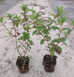 Hortensja Bukietowa MAGICAL FLAME 20-40cm Ognista Czerwień