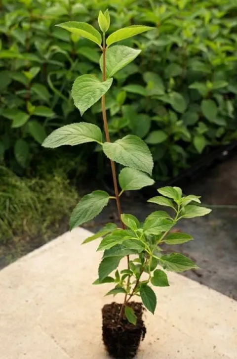 Hortensja Bukietowa MAGICAL FLAME 20-40cm Ognista Czerwień