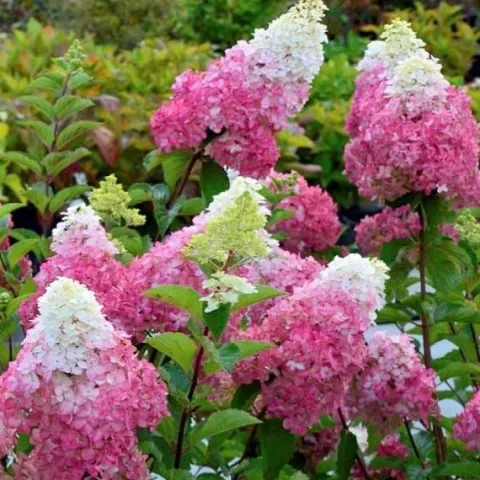 Hortensja Bukietowa MELBA FRAISE 20-40cm Najbardziej Czerwona