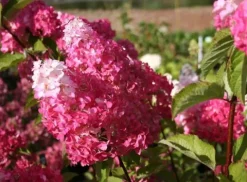 Hortensja Bukietowa MELBA FRAISE 20-40cm Najbardziej Czerwona