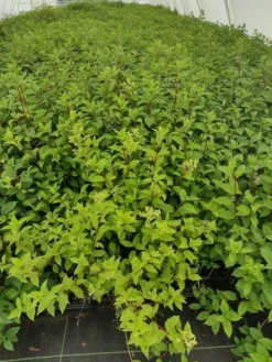 Hortensja Bukietowa MELBA FRAISE 20-40cm Najbardziej Czerwona