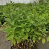 Hortensja Bukietowa MELBA FRAISE 10-20cm Najbardziej Czerwona