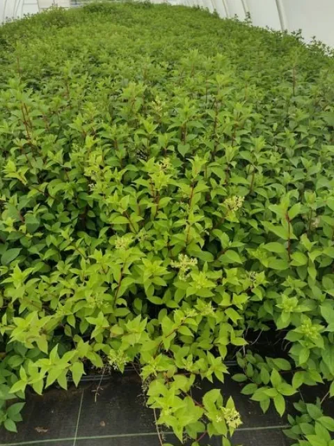 Hortensja Bukietowa MELBA FRAISE 10-20cm Najbardziej Czerwona