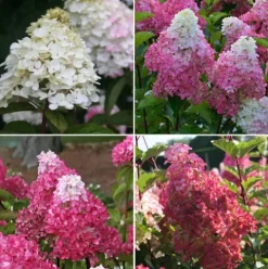 Hortensja Bukietowa MELBA FRAISE 10-20cm Najbardziej Czerwona