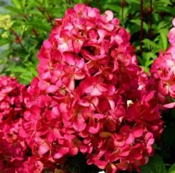 Hortensja Bukietowa MELBA FRAISE 10-20cm Najbardziej Czerwona