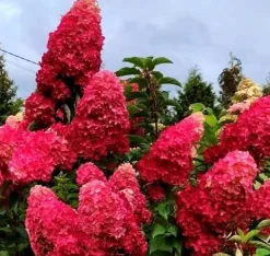 Hortensja Bukietowa MELBA FRAISE 10-20cm Najbardziej Czerwona