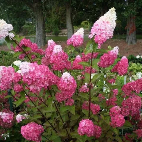 Hortensja Bukietowa MELBA FRAISE 10-20cm Najbardziej Czerwona