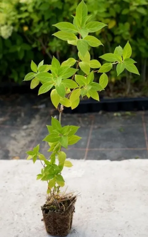 Hortensja Bukietowa MELBA FRAISE 10-20cm Najbardziej Czerwona