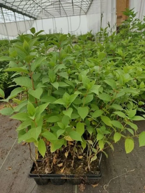 Hortensja Bukietowa PHANTOM 20-40cm Zjawiskowo Biała