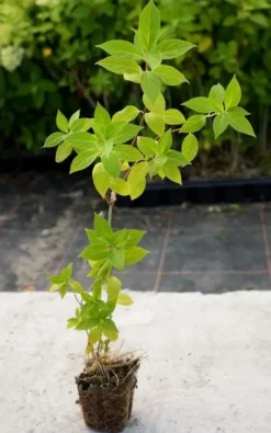 Hortensja Bukietowa PHANTOM 10-20cm Zjawiskowo Biała