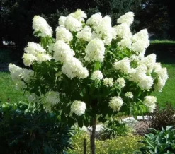 Hortensja Bukietowa PHANTOM 10-20cm Zjawiskowo Biała