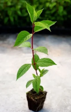 Hortensja Bukietowa PHANTOM 10-20cm Zjawiskowo Biała