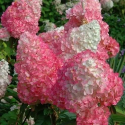 Hortensja Bukietowa VANILLE FRAISE 20-40cm Najpiękniejsza Różowa