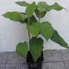 HORTENSJA KOSMATA Macrophylla - sadzonki w doniczkach