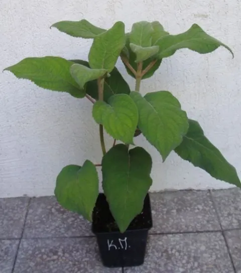 HORTENSJA KOSMATA Macrophylla - sadzonki w doniczkach