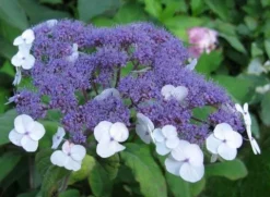 HORTENSJA KOSMATA Macrophylla - sadzonki w doniczkach