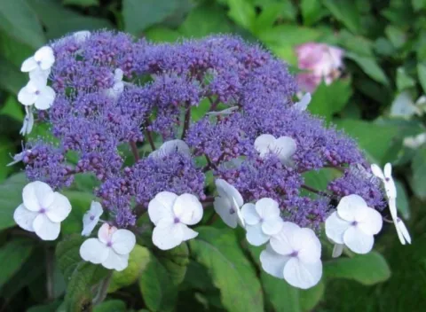 HORTENSJA KOSMATA Macrophylla - sadzonki w doniczkach