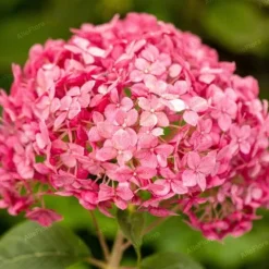 Hortensja krzewiasta 'Candybelle Bubblegum' (Hydrangea arborescens) 2.0L