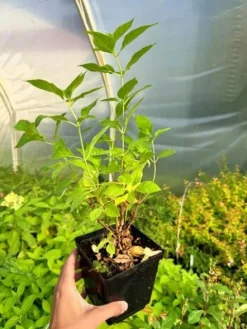Hortensja krzewiasta 'Candybelle Bubblegum' (Hydrangea arborescens) 2.0L