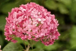 Hortensja krzewiasta 'Candybelle Bubblegum' (Hydrangea arborescens) 2.0L