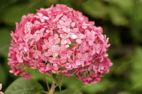 Hortensja krzewiasta 'Candybelle Bubblegum' (Hydrangea arborescens) 2.0L
