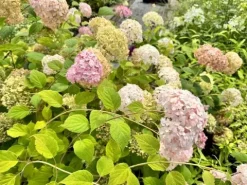 Hortensja krzewiasta 'Candybelle Bubblegum' (Hydrangea arborescens) 2.0L