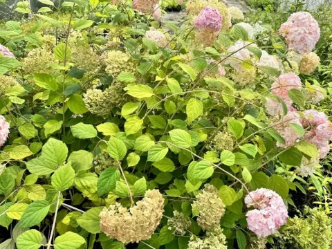 Hortensja krzewiasta 'Candybelle Bubblegum' (Hydrangea arborescens) 2.0L