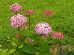 Hortensja krzewiasta 'Candybelle Bubblegum' (Hydrangea arborescens) 2.0L