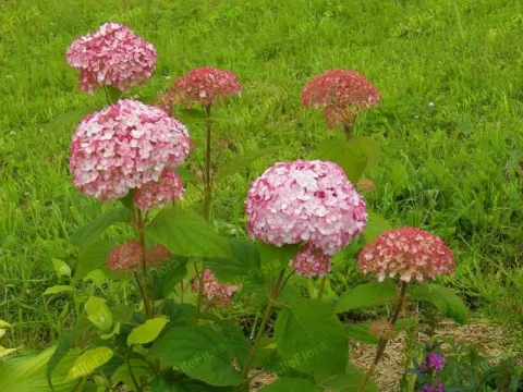 Hortensja krzewiasta 'Candybelle Bubblegum' (Hydrangea arborescens) 2.0L