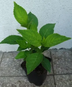 HORTENSJA MARIESII PERFECTA sadzonki w doniczkach