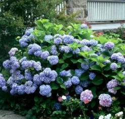 HORTENSJA NIKKO BLUE - sadzonki w doniczkach