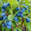 Jagoda Kamczacka INDIGO GEM Najsłodsza Sadzonka w Doniczce
