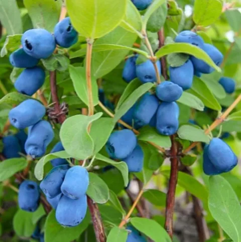 Jagoda Kamczacka INDIGO GEM Najsłodsza Sadzonka w Doniczce